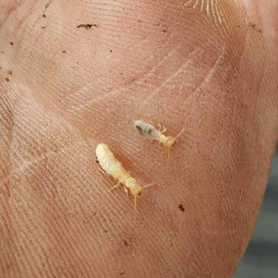 Termite Control